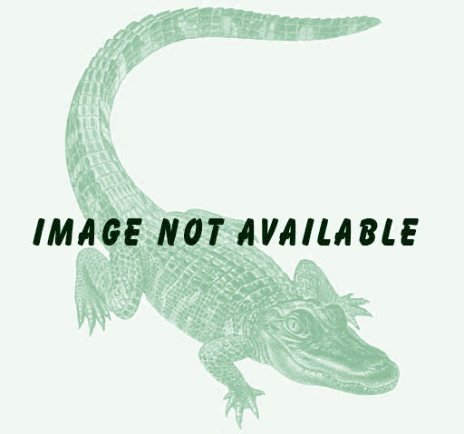 48x120x3/16 White Foam Board 25 pack